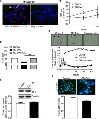 Effects of osteoblast-derived extracellular vesicles on aggressiveness, redox status and mitochondrial bioenergetics of MNNG/HOS osteosarcoma cells